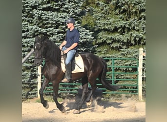 Frison Croisé, Hongre, 4 Ans, 170 cm, Noir