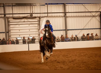 Frison, Hongre, 4 Ans, 170 cm, Tobiano-toutes couleurs