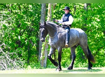 Frison, Hongre, 4 Ans, 173 cm, Rouan Bleu