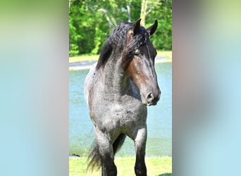 Frison, Hongre, 4 Ans, 173 cm, Rouan Bleu