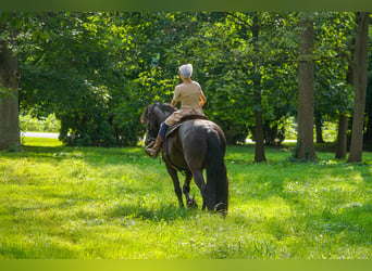 Frison, Hongre, 4 Ans, Noir