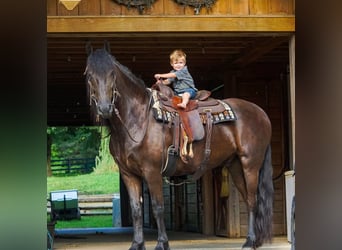 Frison, Hongre, 4 Ans, Noir