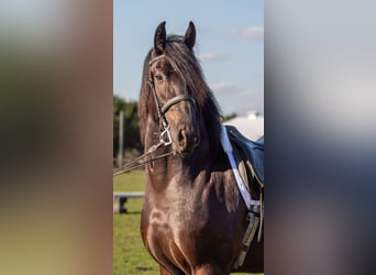 Frison Croisé, Hongre, 4 Ans, Noir