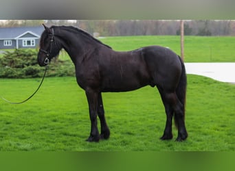 Frison Croisé, Hongre, 4 Ans, Noir