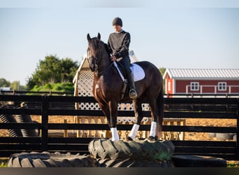 Frison Croisé, Hongre, 4 Ans, Noir