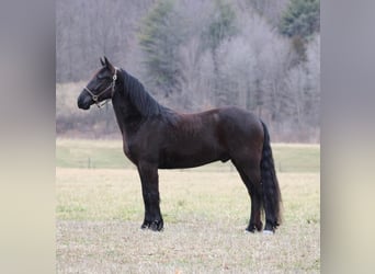 Frison Croisé, Hongre, 4 Ans, Noir