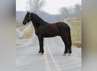 Frison Croisé, Hongre, 4 Ans, Noir