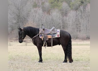 Frison Croisé, Hongre, 4 Ans, Noir
