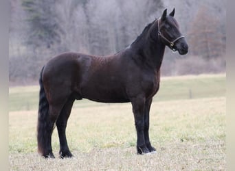 Frison Croisé, Hongre, 4 Ans, Noir