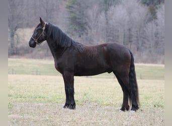 Frison Croisé, Hongre, 4 Ans, Noir