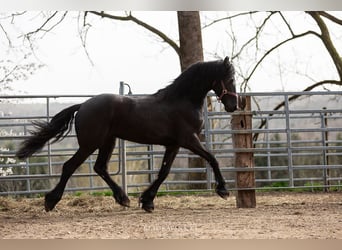 Frison, Hongre, 4 Ans, Noir