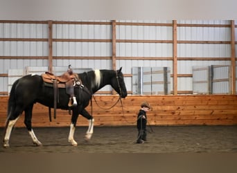 Frison Croisé, Hongre, 4 Ans, Noir