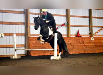 Frison Croisé, Hongre, 4 Ans, Noir