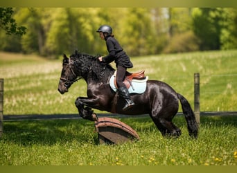 Frison Croisé, Hongre, 4 Ans, Noir