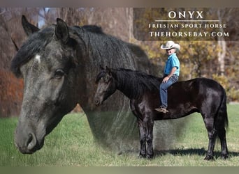 Frison Croisé, Hongre, 4 Ans, Noir