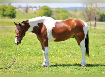 Frison, Hongre, 4 Ans, Pinto