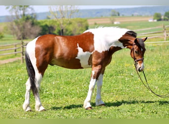 Frison, Hongre, 4 Ans, Pinto