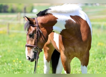 Frison, Hongre, 4 Ans, Pinto