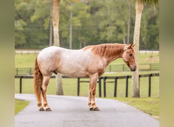 Frison Croisé, Hongre, 4 Ans, Rouan Rouge
