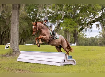 Frison Croisé, Hongre, 4 Ans, Rouan Rouge