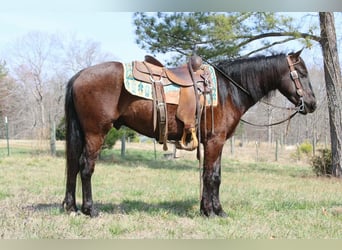 Frison, Hongre, 5 Ans, 150 cm, Bai cerise