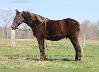 Frison, Hongre, 5 Ans, 150 cm, Bai