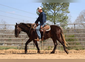 Frison, Hongre, 5 Ans, 150 cm, Bai