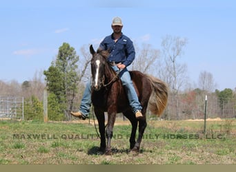 Frison, Hongre, 5 Ans, 150 cm, Bai