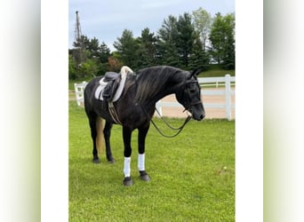 Frison, Hongre, 5 Ans, 150 cm, Gris