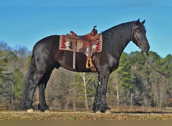 Frison, Hongre, 5 Ans, 152 cm, Bai