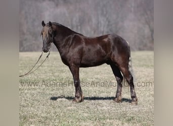 Frison, Hongre, 5 Ans, 152 cm, Bai