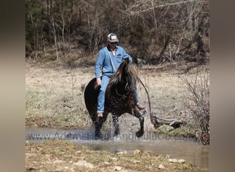 Frison, Hongre, 5 Ans, 152 cm, Bai