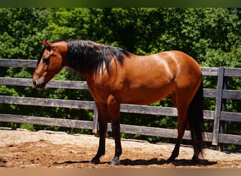 Frison Croisé, Hongre, 5 Ans, 152 cm, Buckskin