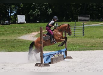 Frison Croisé, Hongre, 5 Ans, 152 cm, Buckskin