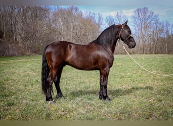 Frison, Hongre, 5 Ans, 152 cm, Noir