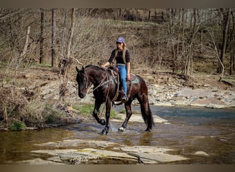 Frison, Hongre, 5 Ans, 152 cm, Noir