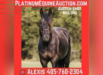 Frison, Hongre, 5 Ans, 152 cm, Noir