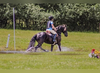 Frison, Hongre, 5 Ans, 152 cm, Noir