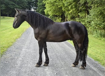 Frison, Hongre, 5 Ans, 152 cm, Noir