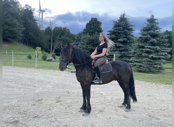 Frison, Hongre, 5 Ans, 152 cm, Noir