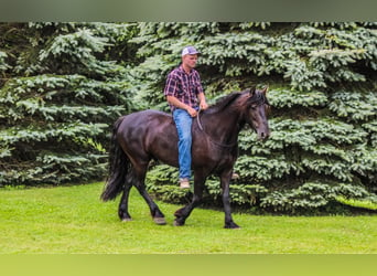 Frison, Hongre, 5 Ans, 152 cm, Noir