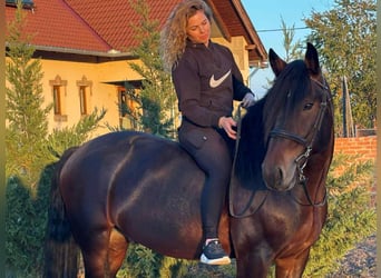 Frison Croisé, Hongre, 5 Ans, 153 cm