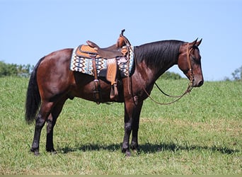 Frison, Hongre, 5 Ans, 155 cm, Bai cerise