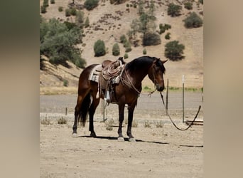 Frison, Hongre, 5 Ans, 155 cm, Bai cerise