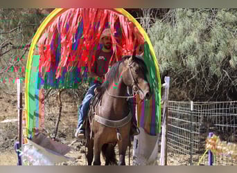 Frison, Hongre, 5 Ans, 155 cm, Bai cerise