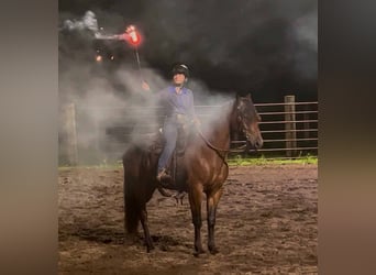 Frison, Hongre, 5 Ans, 155 cm, Bai cerise