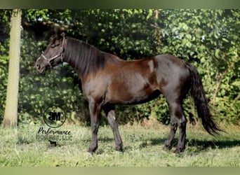 Frison, Hongre, 5 Ans, 155 cm, Noir