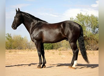Frison, Hongre, 5 Ans, 155 cm, Noir