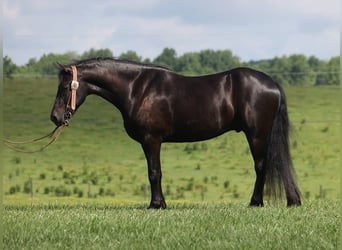 Frison, Hongre, 5 Ans, 155 cm, Noir