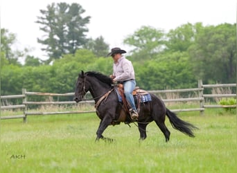 Frison Croisé, Hongre, 5 Ans, 155 cm, Noir